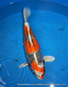 Koi for Sale