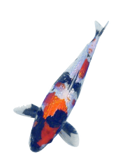 Koi Pond Fish