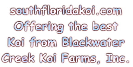 southfloridakoi.com 
Offering the best 
Koi from Blackwater 
Creek Koi Farms, Inc.
